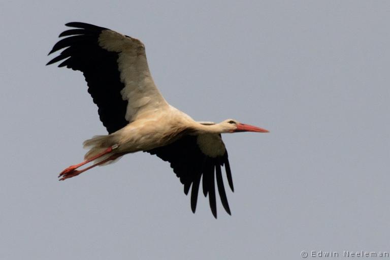 ENE-20130825-0384.jpg - [nl] Ooievaar ( Ciconia ciconia ) | Opheusden, Nederland[en] White Stork ( Ciconia ciconia ) | Opheusden, The Netherlands